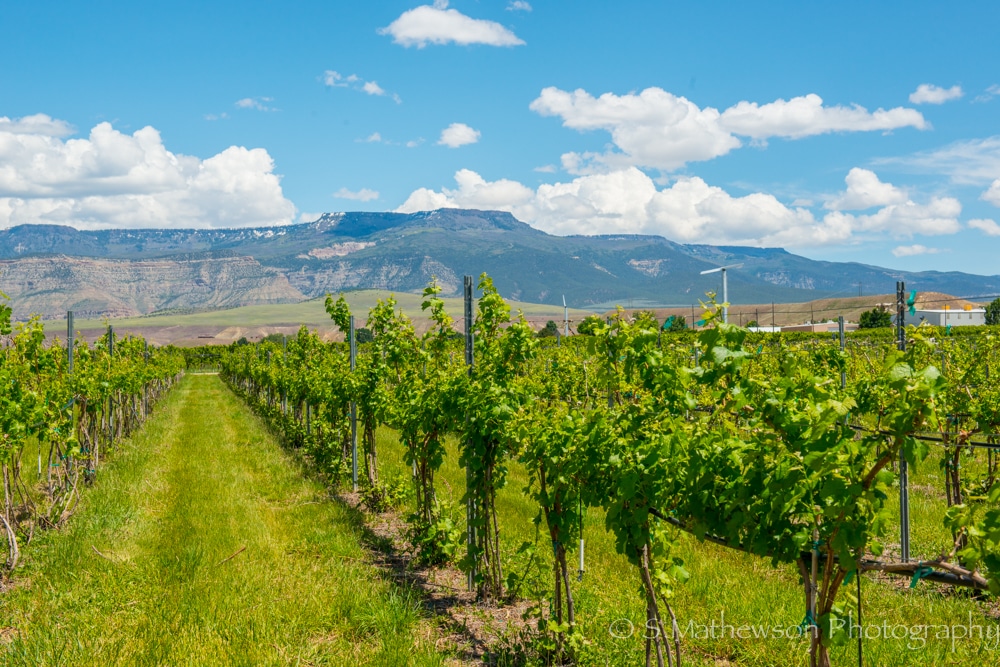 palisade co vineyard