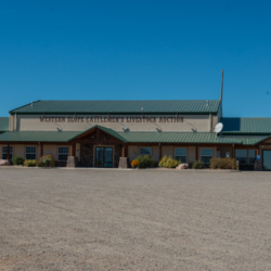 Western Slope Cattleman&#039;s Livestock Auction Loma Colorado