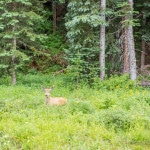 Ouray Colorado