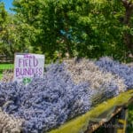 Western Colorado Lavender