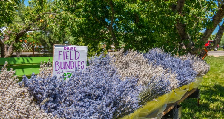 Western Colorado Lavender