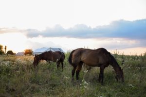 grand junction co horse property