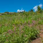 grand mesa wildflowers