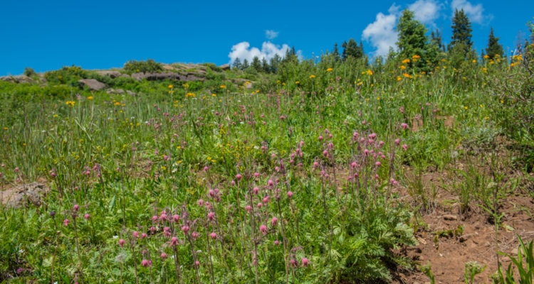 grand mesa wildflowers