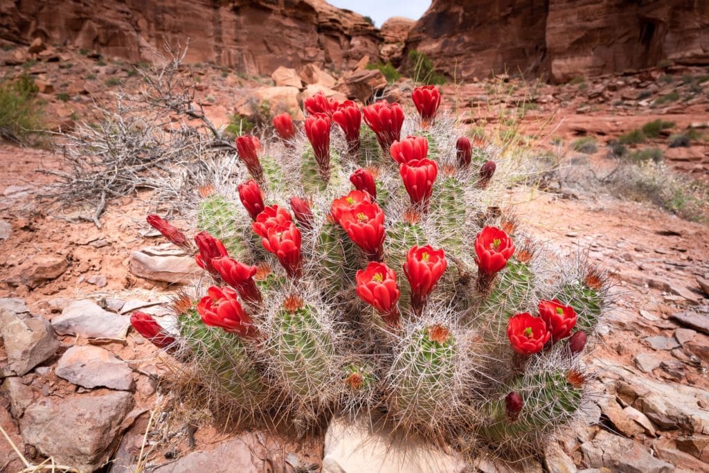 serpents trail wildflowers