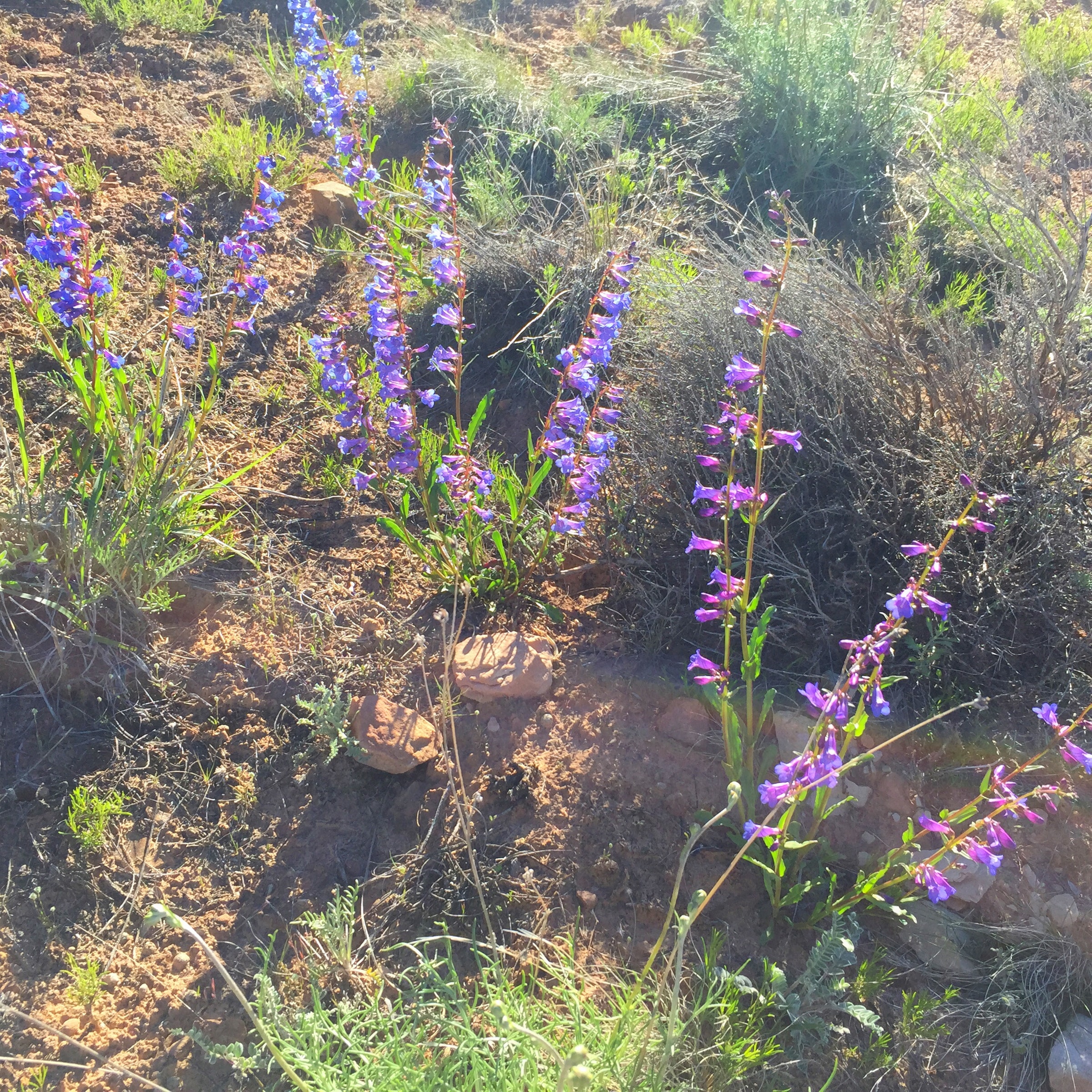 wildflowers serpents trail