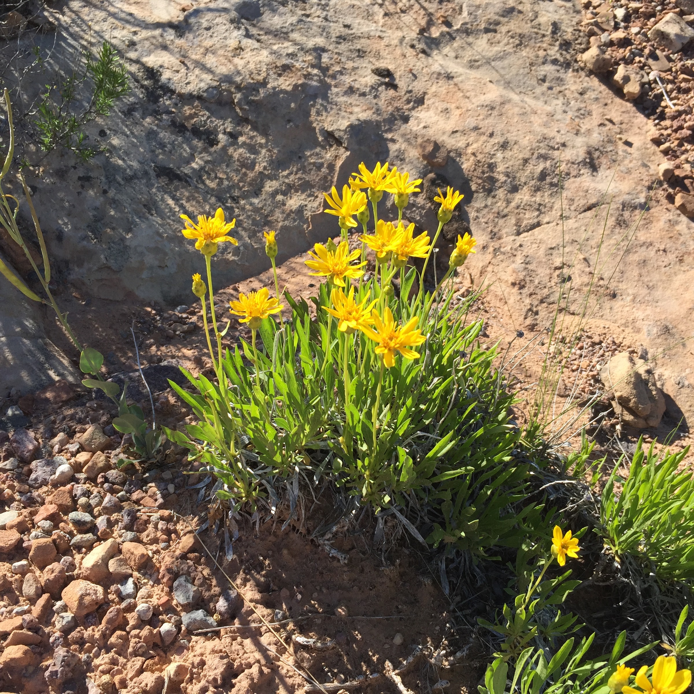 wildflowers serpents trail