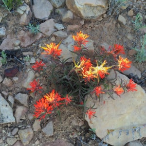 serpents trail wildflowers