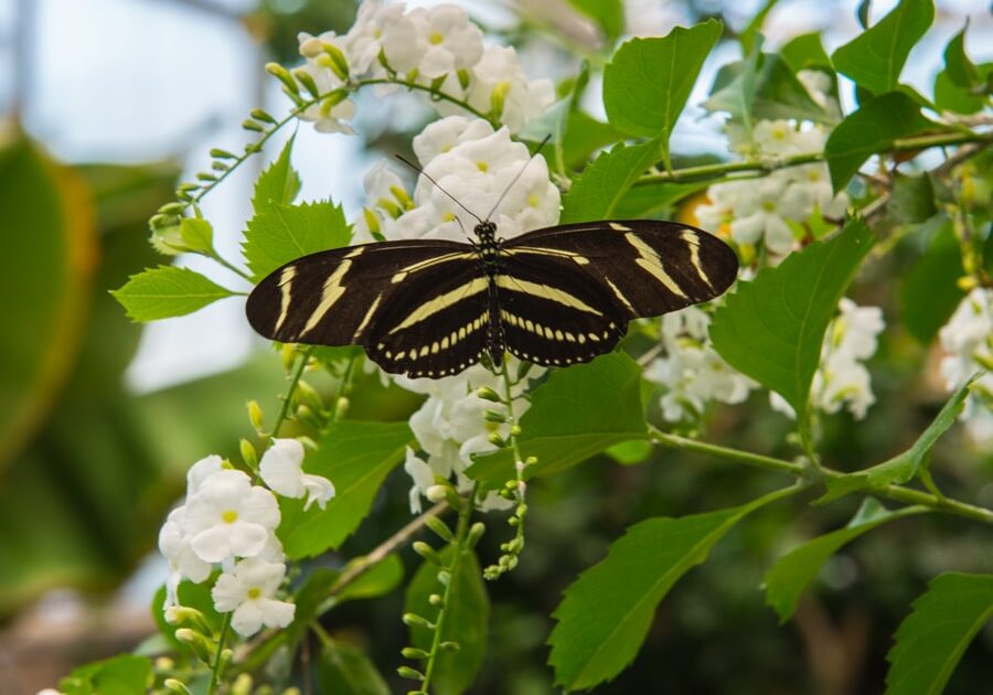 Western Colorado Botanical Gardens