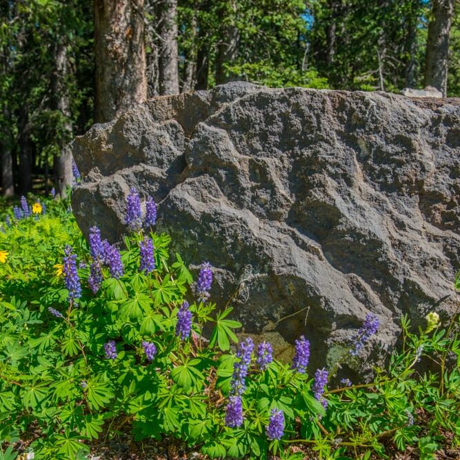 grand mesa wildflowers