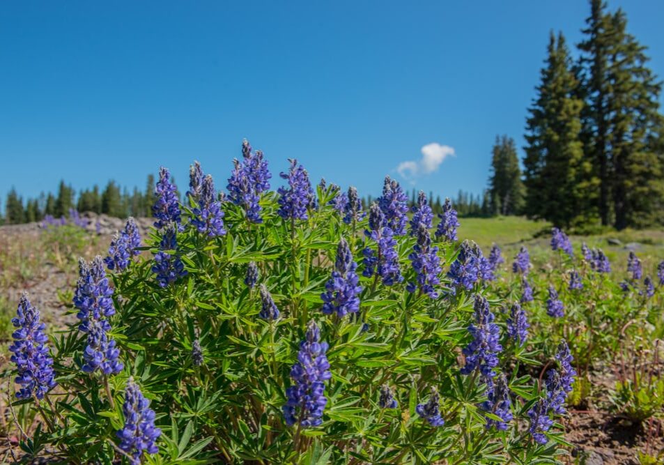 grand mesa wildflowers