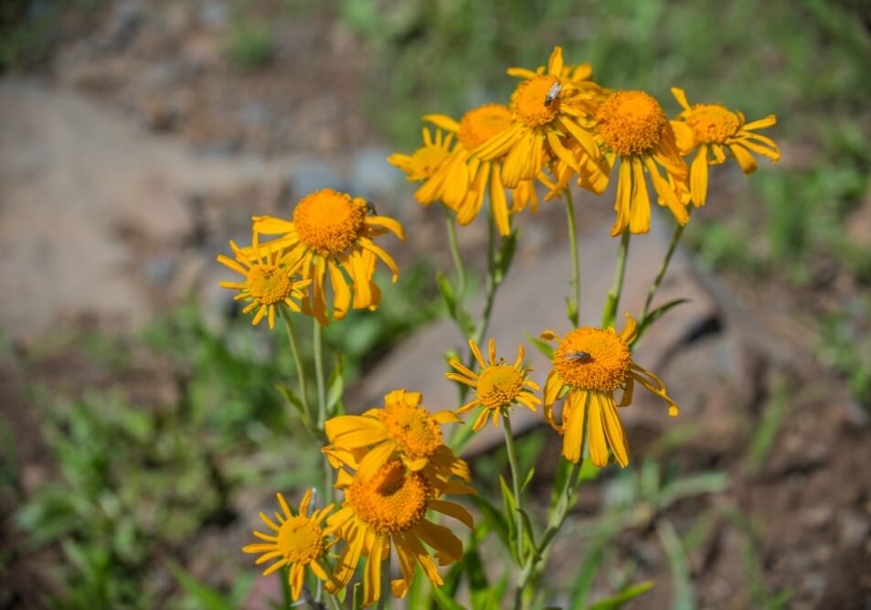 grand mesa wildflowers