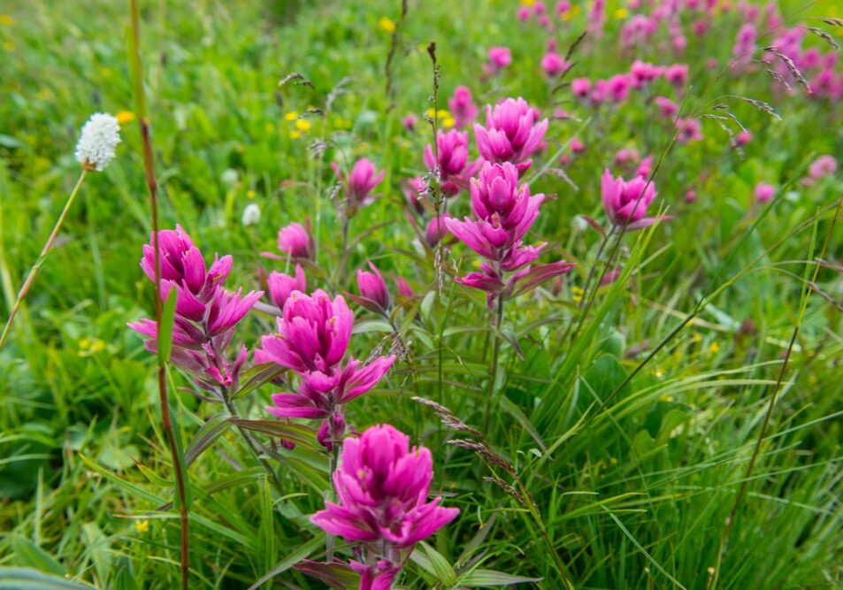 grand mesa wildflowers