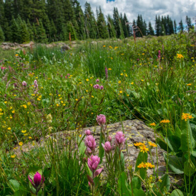 Grand Mesa