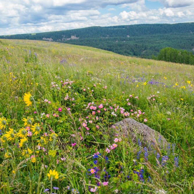 grand mesa wildflowers